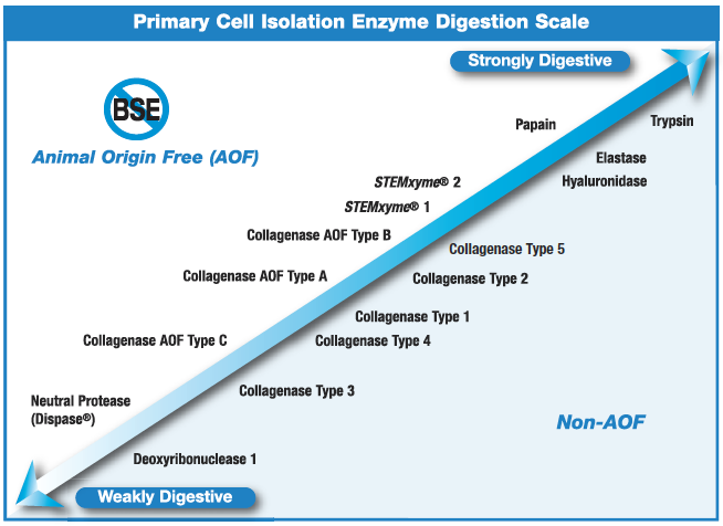 Enzyme Digestion Scale